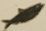 Multiple Fossil Fish (Mioplosus & Knightia) Plate - Wyoming #383029-2